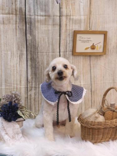 20241010ペカくん